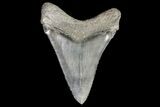 Serrated, Chubutensis Tooth - Megalodon Ancestor #76485-1